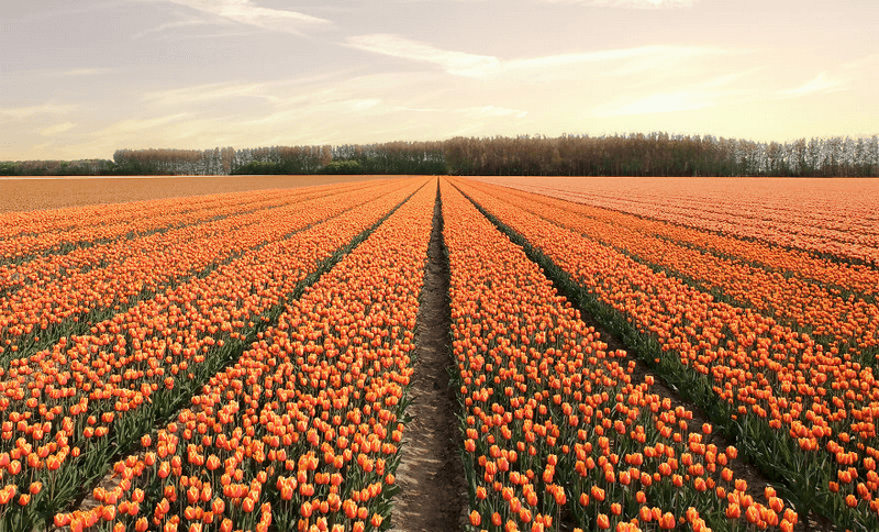 7 triệu đóa hoa tulip nở cùng lúc ở Hà Lan