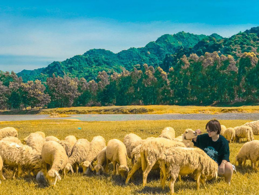 đồng cừu ninh bình, đồng cừu ninh bình - nơi ra đời loạt ảnh sống ảo đầy thơ mộng