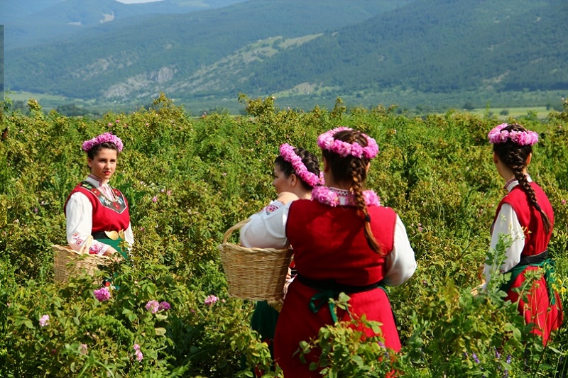 {}, ghé thăm thung lũng hoa hồng ở bulgaria
