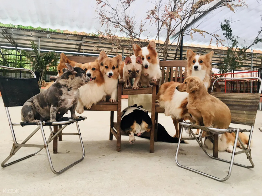 Puppy Farm Đà Lạt - Thiên đường dành cho những ai thích Pet