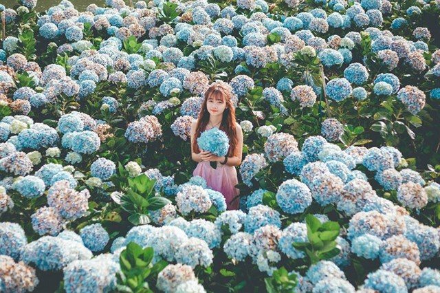 vườn hoa đà lạt, vườn hoa cẩm tú cầu đà lạt – điểm đến làm say lòng du khách