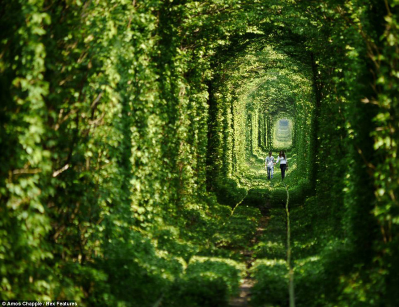Có một đường hầm tình yêu xanh mướt ở Ukraina