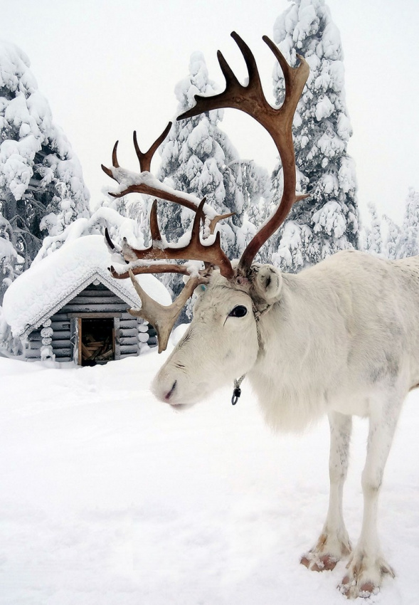 Khám phá Lapland, điểm đến đầy bí ẩn cuốn hút