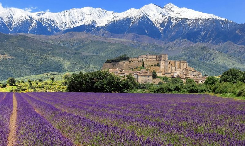 Ghé thăm thiên đường hoa oải hương Provence