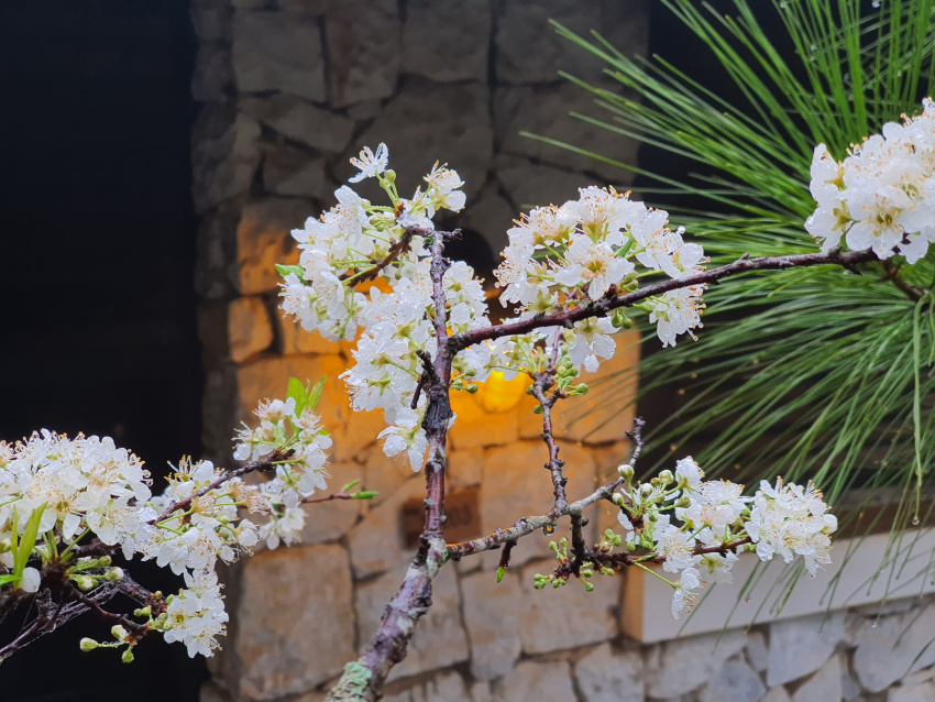 du lịch sapa, khách sạn sapa, sapa jade hill resort, đi sapa chìm đắm vào sắc trắng hoa mận ngập tràn hương xuân tại sapa jade hill