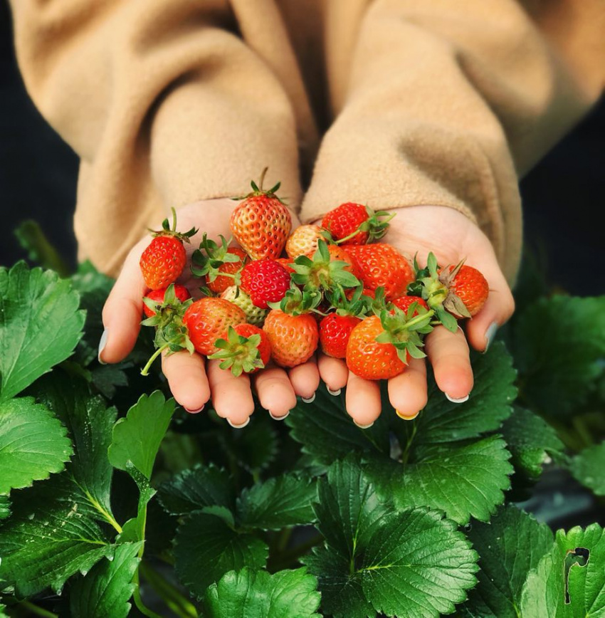 du lịch sapa, đặt phòng, đi sapa, vườn dâu sapa, vườn dâu tây sapa ở đâu? du lịch sapa đến vườn dâu tây mùa nào là đẹp nhất