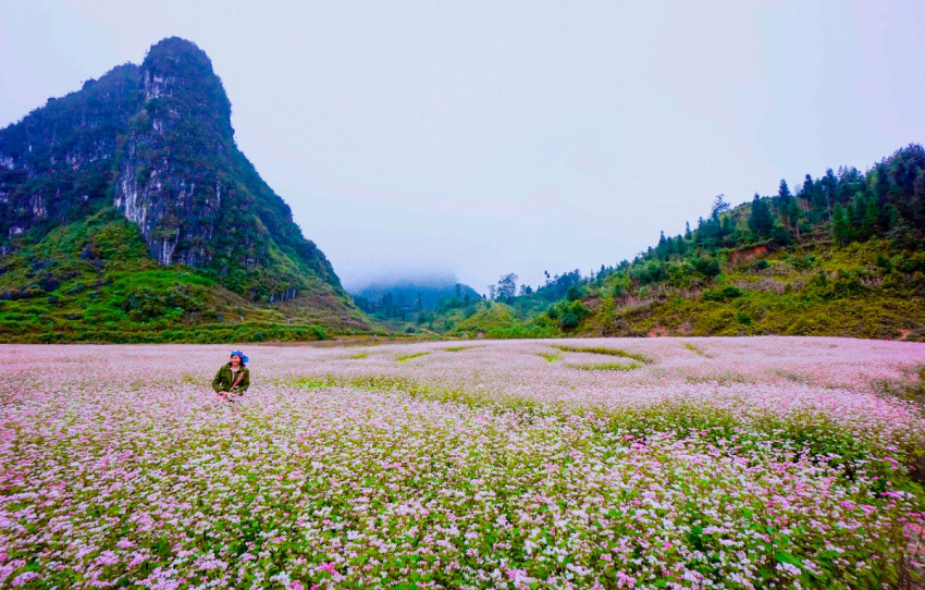 Kinh nghiệm du lịch mùa hoa tam giác mạch Hà Giang chi tiết nhất