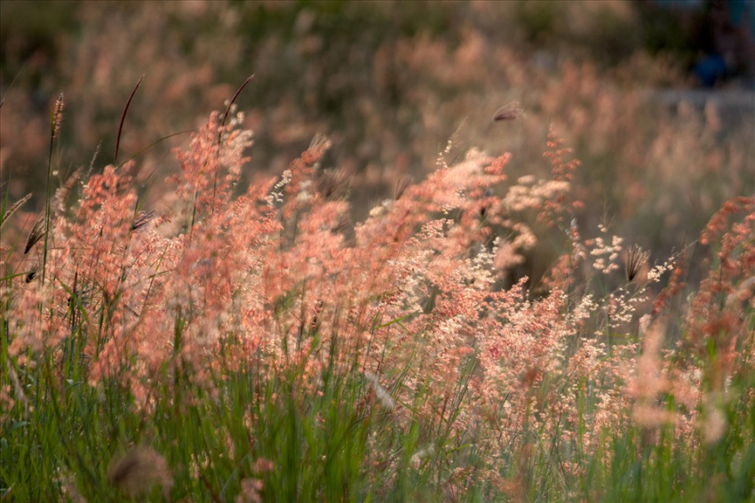 cánh đồng cỏ hồng, cỏ lau hồng, đà nẵng, cỏ lau hồng chân cầu thuận phước rực rỡ dưới nắng chiều xuân đà thành