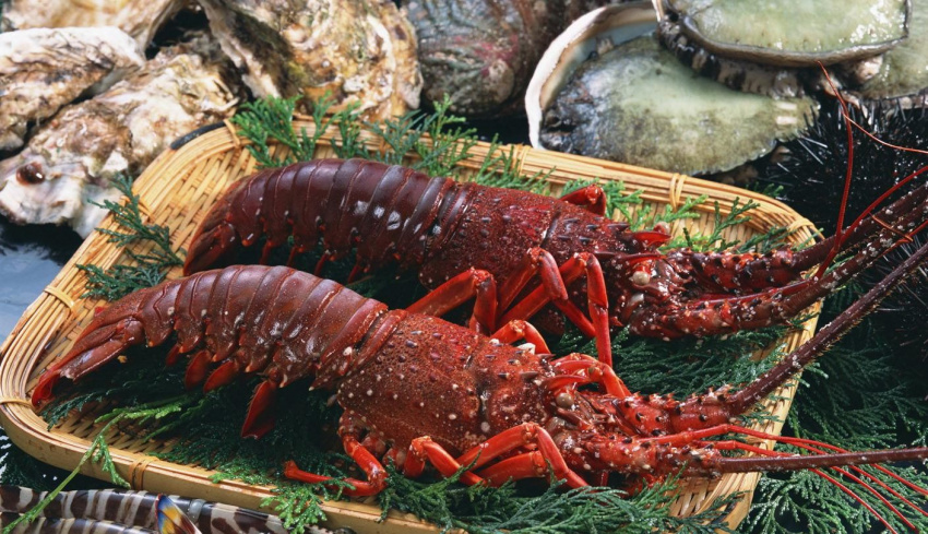 Tôm hùm lửa – hải sản đặc biệt không thể bỏ qua khi du lịch Côn Đảo