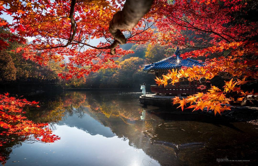 Những trải nghiệm không nên bỏ lỡ vào mùa thu khi du lịch Hàn Quốc