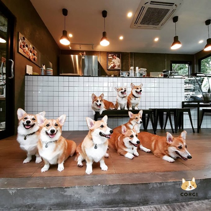 du lịch bangkok, du lịch thái lan ghé thăm quán cà phê chó corgi ở bangkok