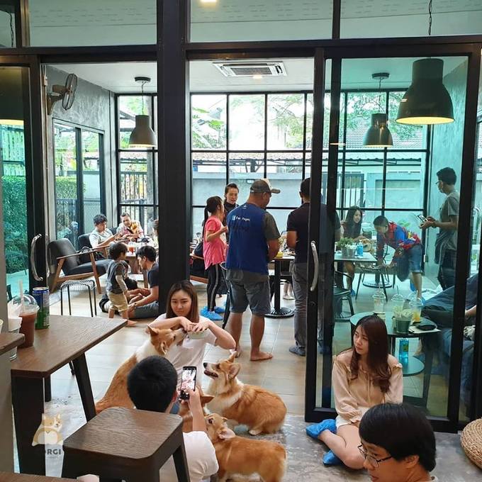 du lịch bangkok, du lịch thái lan ghé thăm quán cà phê chó corgi ở bangkok