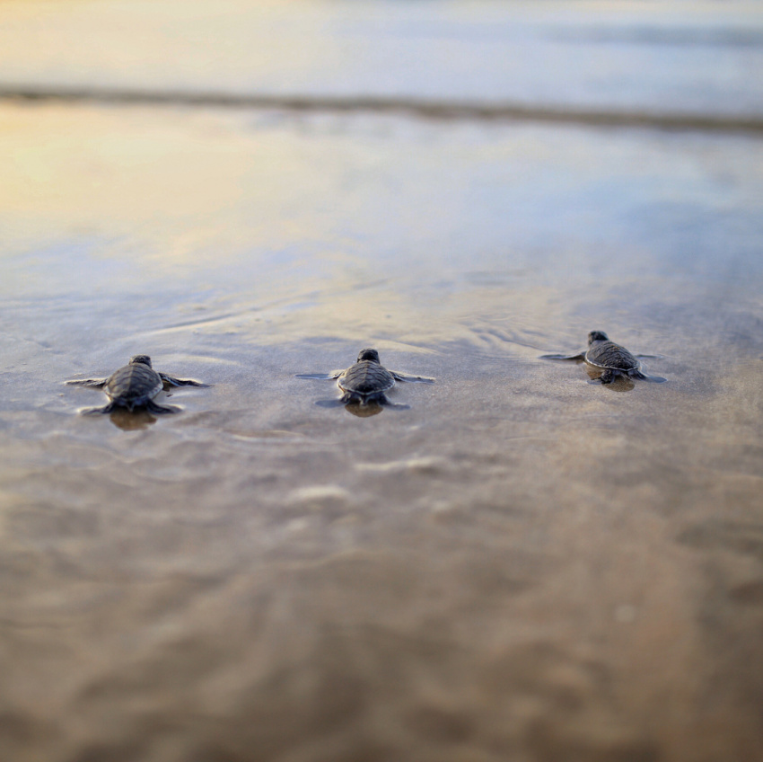 rùa côn đảo, six senses côn đảo, hot! đến six senses côn đảo mùa này – trải nghiệm “ngôi nhà trên cạn” của những chú rùa biển