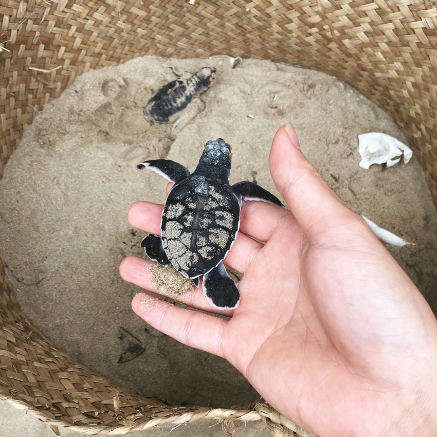 rùa côn đảo, six senses côn đảo, hot! đến six senses côn đảo mùa này – trải nghiệm “ngôi nhà trên cạn” của những chú rùa biển