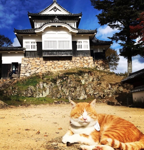 lạc nhà, mèo trở thành ‘chúa tể’ lâu đài cao nhất nhật bản