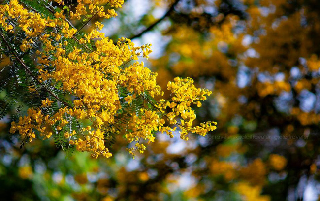 Tháng 10 muồng vàng nở rộ, Gia Lai đẹp như mùa thu châu Âu