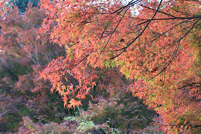 mùa này đến nhật bản nhất định phải tới “thiên đường mùa thu” ngắm lá chuyển màu