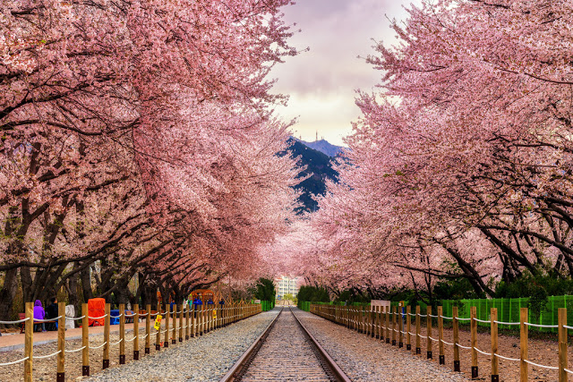 Đường ga hoa anh đào lãng mạn nhất Hàn Quốc