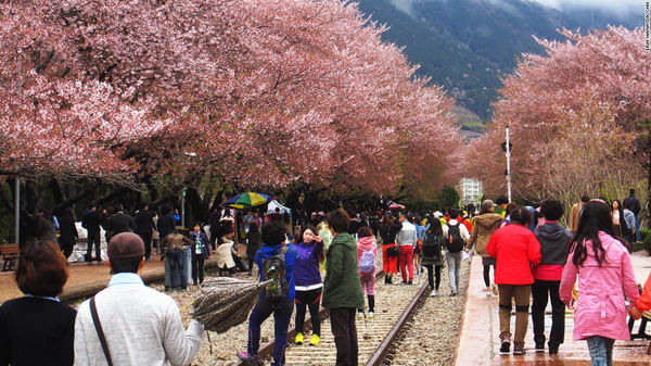 gyeonghwa station ở jinhae, đường ga hoa anh đào lãng mạn nhất hàn quốc