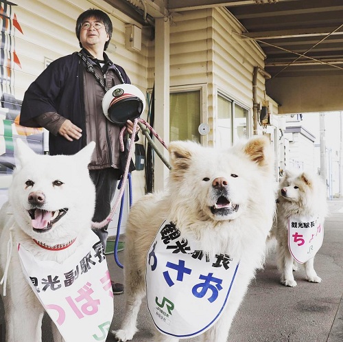 Chú chó nổi tiếng làm đại sứ du lịch tại Nhật Bản