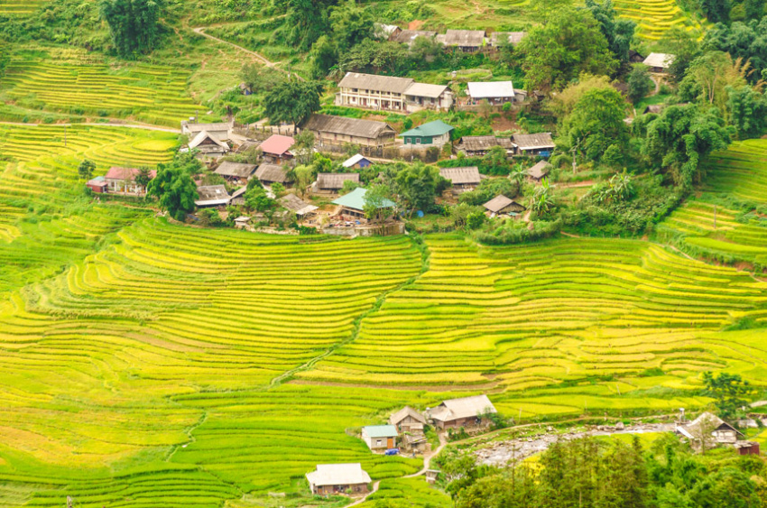 du lịch sapa, sapa tháng 9 – mùa lúa vàng trải khắp non cao