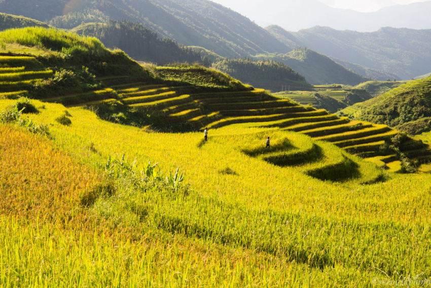 du lịch sapa, sapa tháng 9 – mùa lúa vàng trải khắp non cao