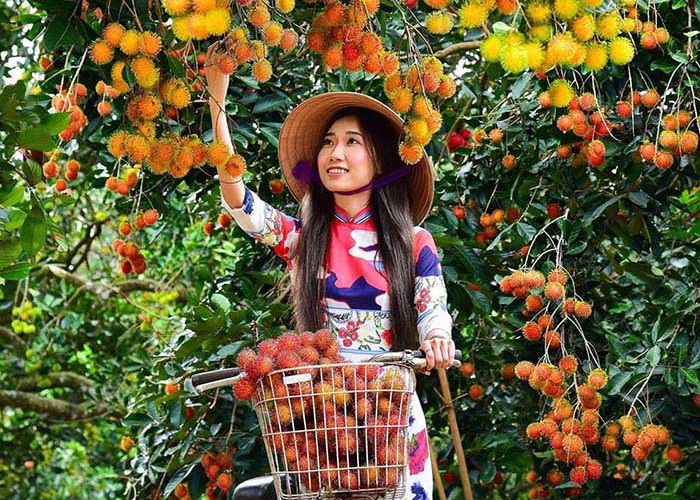 Kinh nghiệm đi vườn trái cây Út Phương vui chơi, sống ảo và ăn trái cây thả ga ở Tây Ninh