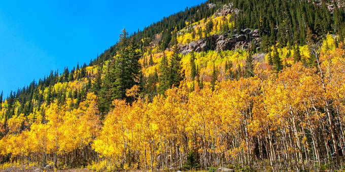 Đã mắt trước cảnh lá vàng mùa thu tuyệt đẹp ở những cánh rừng nước Mỹ
