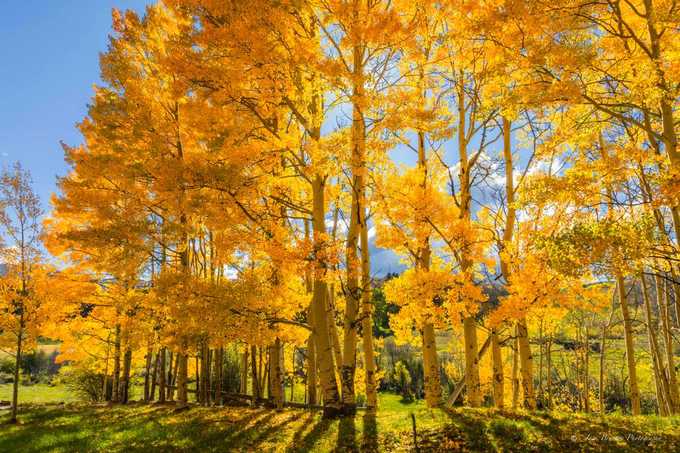 du lịch mỹ, đã mắt trước cảnh lá vàng mùa thu tuyệt đẹp ở những cánh rừng nước mỹ