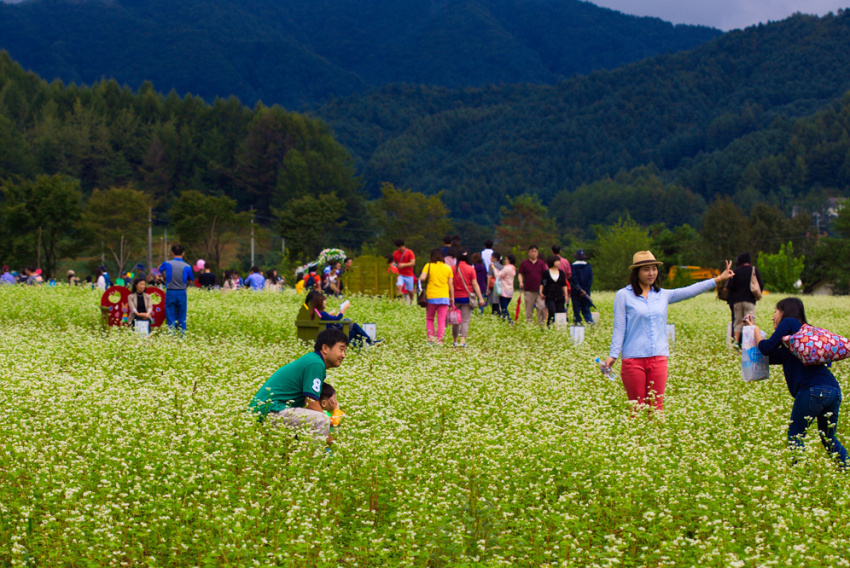 Lễ hội cánh đồng lúa ở Gimje khi đi du lịch Hàn Quốc