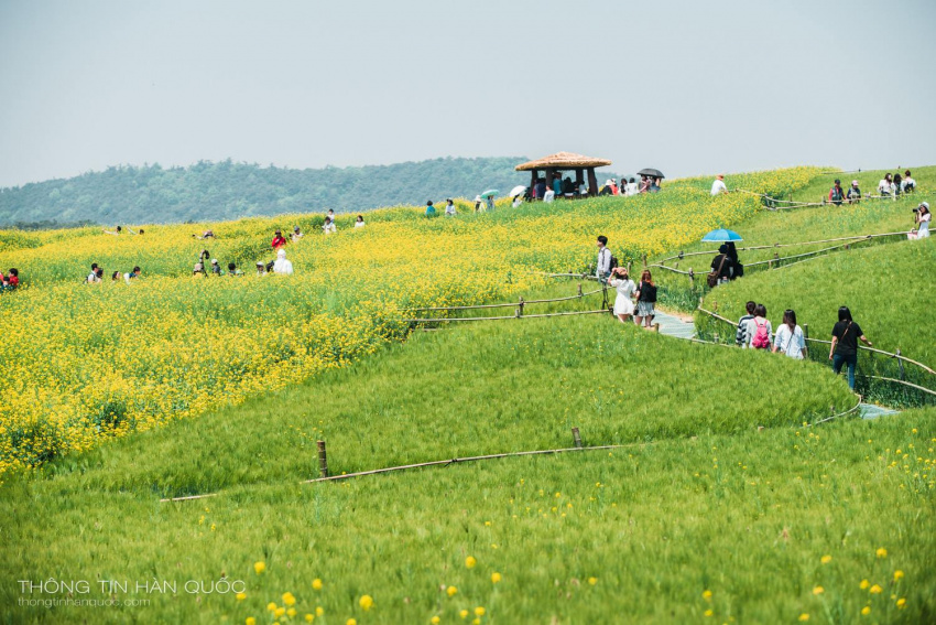 byeokgolje reservor, hàn quốc, lễ hội cánh đồng lúa ở gimje khi đi du lịch hàn quốc