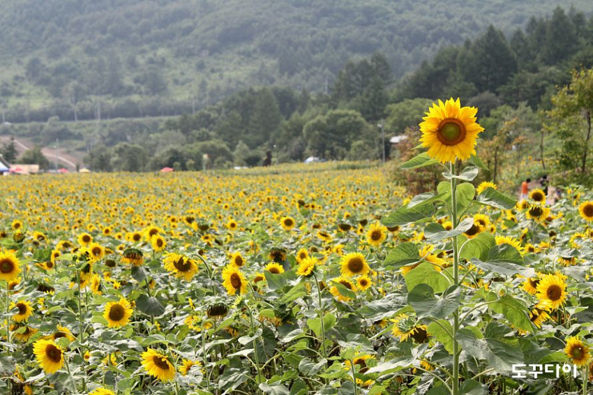 gapcheon, kim jyung suk, yangpeong, 5 cánh đồng hoa hướng dương nổi tiếng thu hút khách đi du lịch hàn quốc