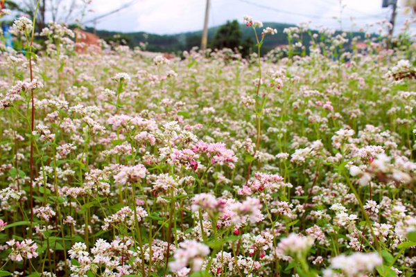“Bắt trend” tháng 9 lên Đà Lạt check-in 3 cánh đồng hoa tam giác mạch “đẹp bung trời”