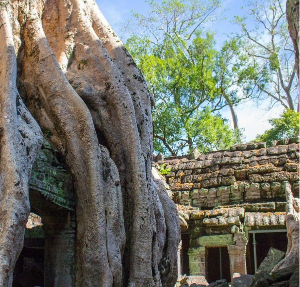du lịch campuchia, ta prohm, ta prohm – ngôi đền bị ôm trọn bởi những thân cây cổ thụ