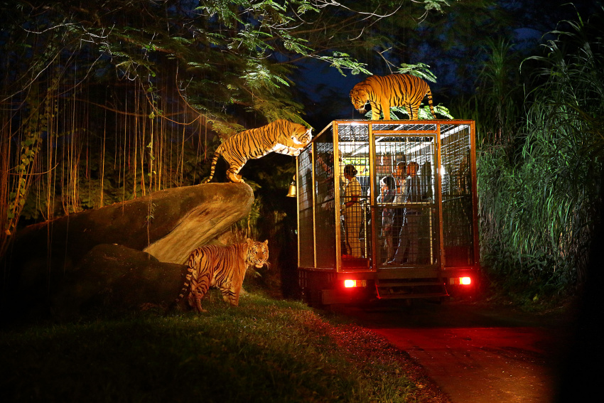 du lịch singapore, night safari singapore, ghé thăm night safari – vườn thú đêm đầu tiên trên thế giới
