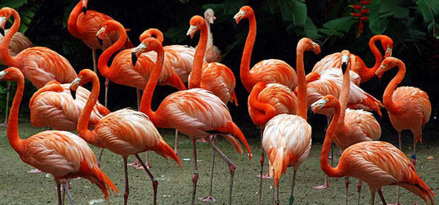 Khám phá thế giới loài chim tại Vườn chim Jurong