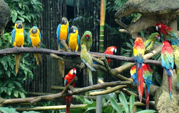 du lịch singapore, vườn chim jurong, khám phá thế giới loài chim tại vườn chim jurong