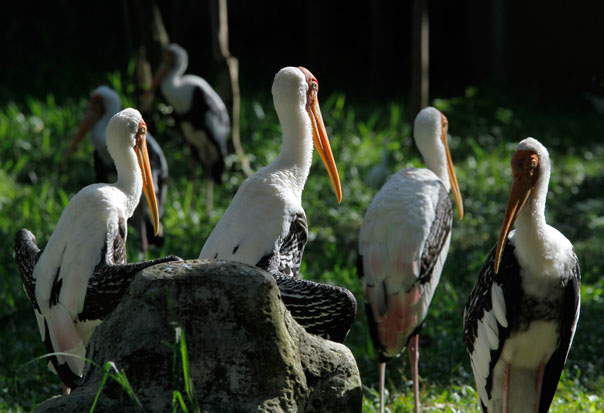 du lịch singapore, vườn chim jurong, khám phá thế giới loài chim tại vườn chim jurong