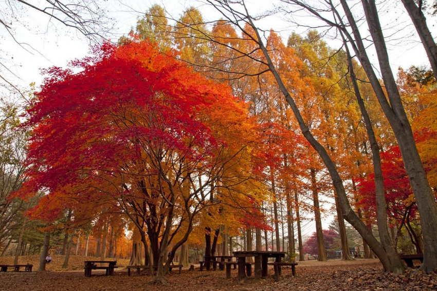 hàn quốc instagram, korea autumn, koreatravel, những bức ảnh du lịch hàn quốc làm chao đảo instagram