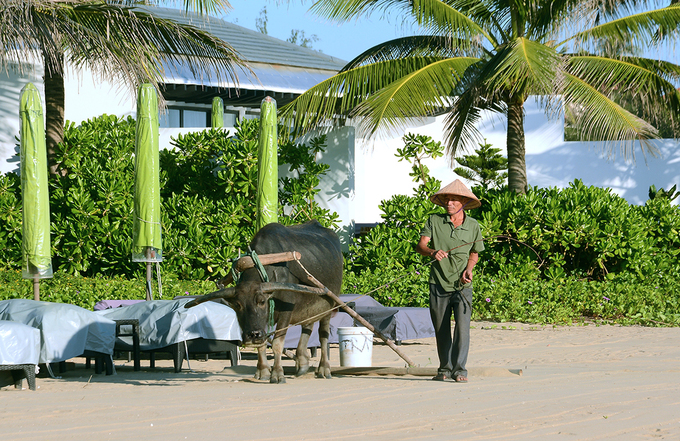 Resort 5 sao ở Hội An dùng trâu dọn bãi biển mỗi ngày