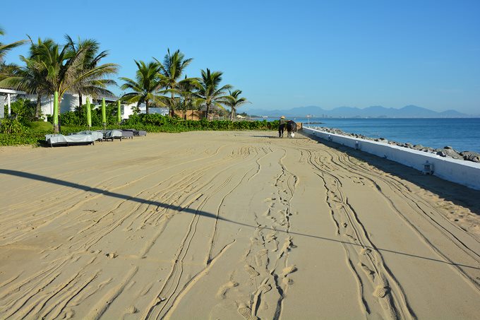 đi hội an, resort hội an, resort hội an dùng trâu dọn sạch bãi biển mỗi ngày