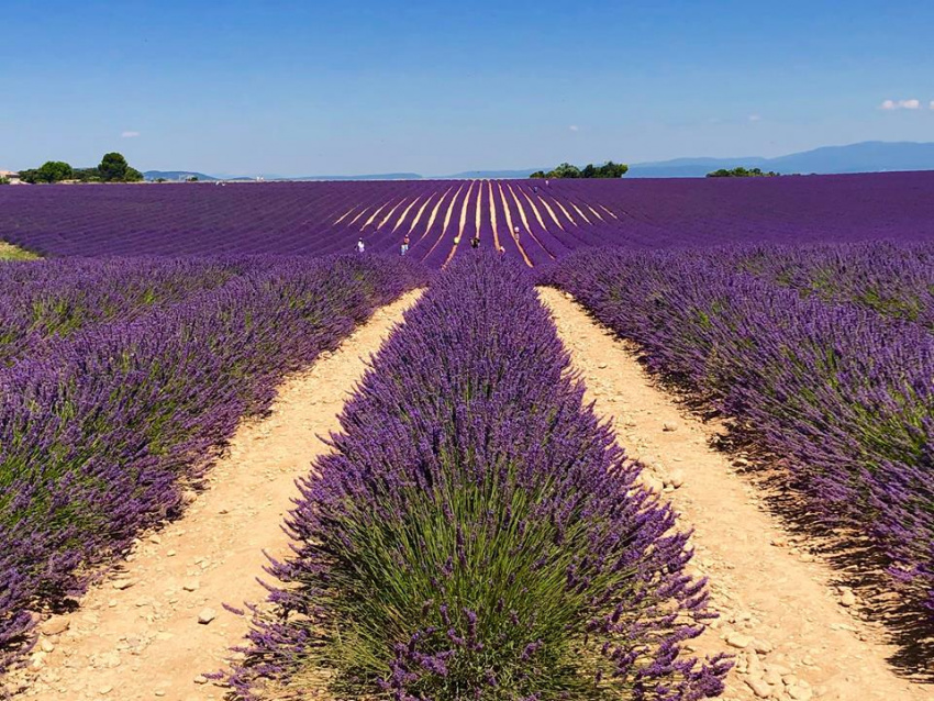 “Lịm tim” trước cánh đồng hoa oải hương đẹp không góc chết ở Pháp