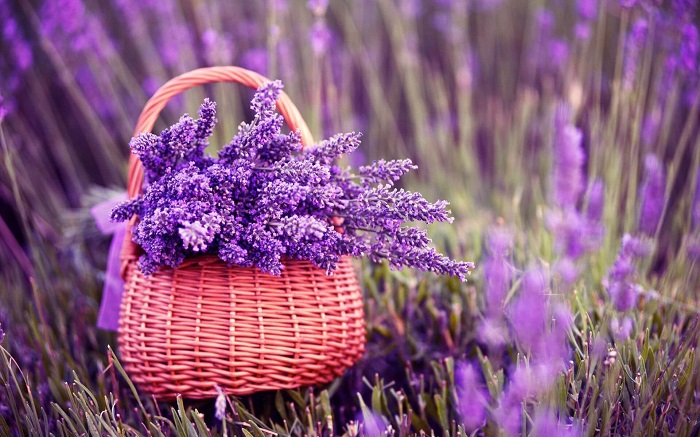 Cánh đồng hoa Oải Hương tại Provence, Pháp được xem như một trong những địa danh du lịch nổi tiếng của thế giới. Đây là nơi thu hút hơn 2 triệu khách du lịch mỗi năm, bởi sự kết hợp độc đáo giữa cảnh quan thiên nhiên yên bình và mùi hương tuyệt vời của hoa Oải Hương. Hãy xem hình ảnh cánh đồng hoa Oải Hương thế giới để hiểu thêm về giá trị văn hóa và tâm linh của hoa này.