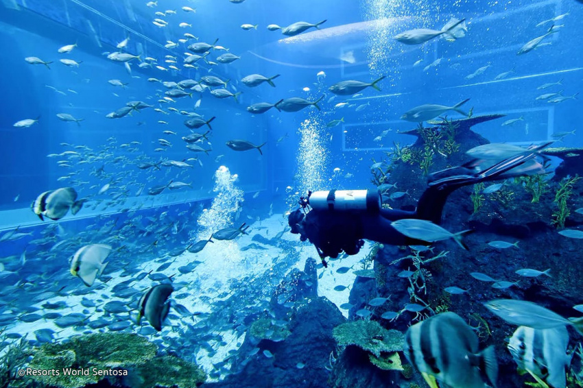 Thủy cung Sea Aquarium Singapore và những trải nghiệm tuyệt vời