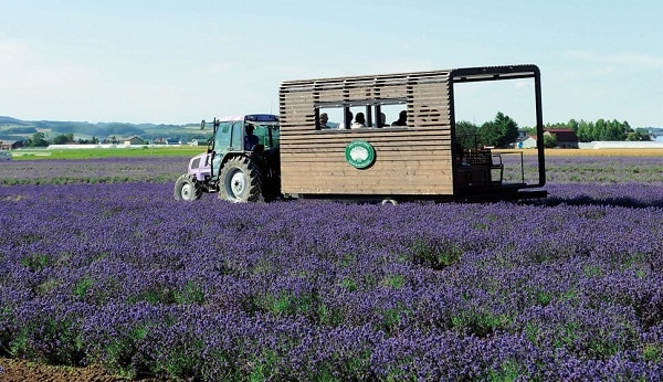 Kinh nghiệm du lịch nông trại Tomita thăm đồng hoa lavender