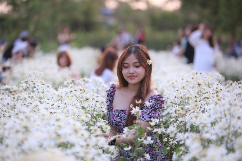 Giới trẻ đổ xô đến check-in vườn cúc họa mi nở rộ trái mùa tại Đà Nẵng