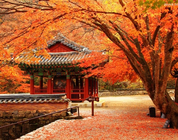 Du lịch Nhật Bản mùa thu nên đi đâu tham quan, check in?