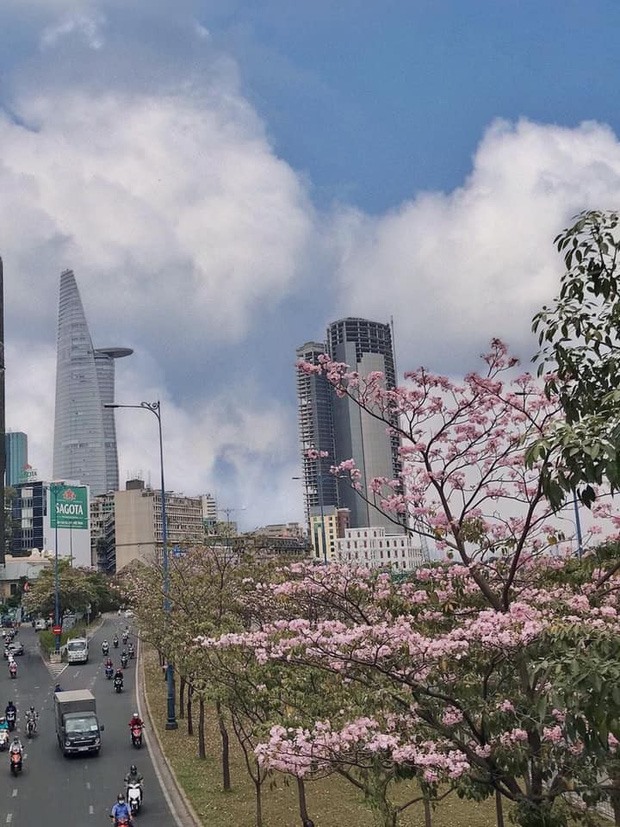 Có một Sài Gòn rất “tình” mùa hoa kèn hồng nở rộ