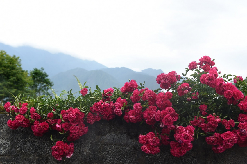 du lịch sapa, đi sapa, hoa hồng sapa, “decor” album triệu like với 2 khu vườn đẹp lịm tim ở sapa