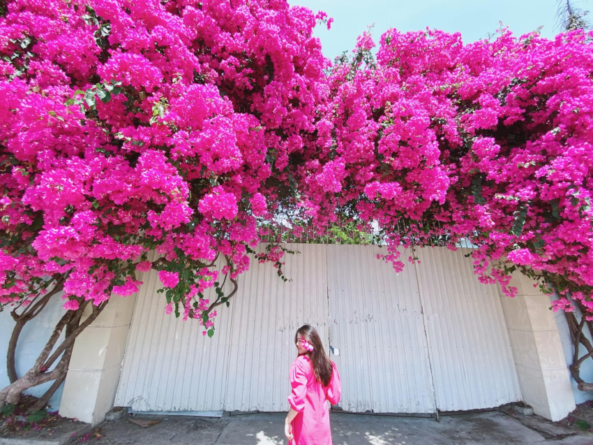 Xác định tọa độ giàn hoa giấy “siêu to khổng lồ” nở hồng rực rỡ ở Vũng Tàu